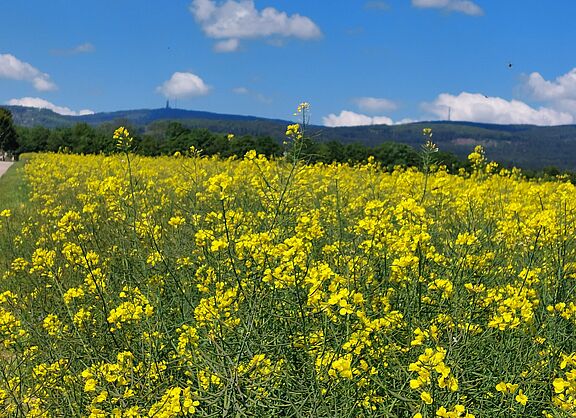gelb blühendes Rapsfeld mit blauem Himmel 