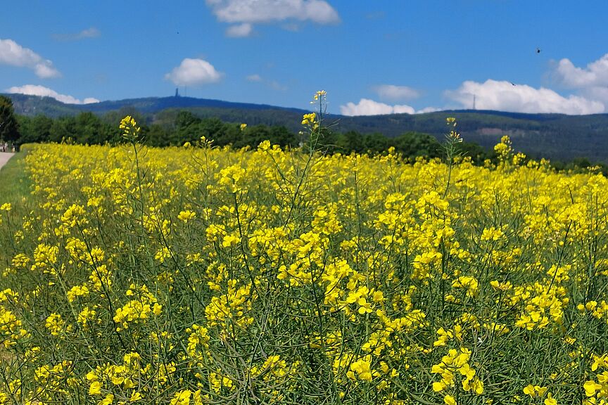 Rapsfelder bei Steinbach Radeln durch die Rapsfelder bei Steinbach